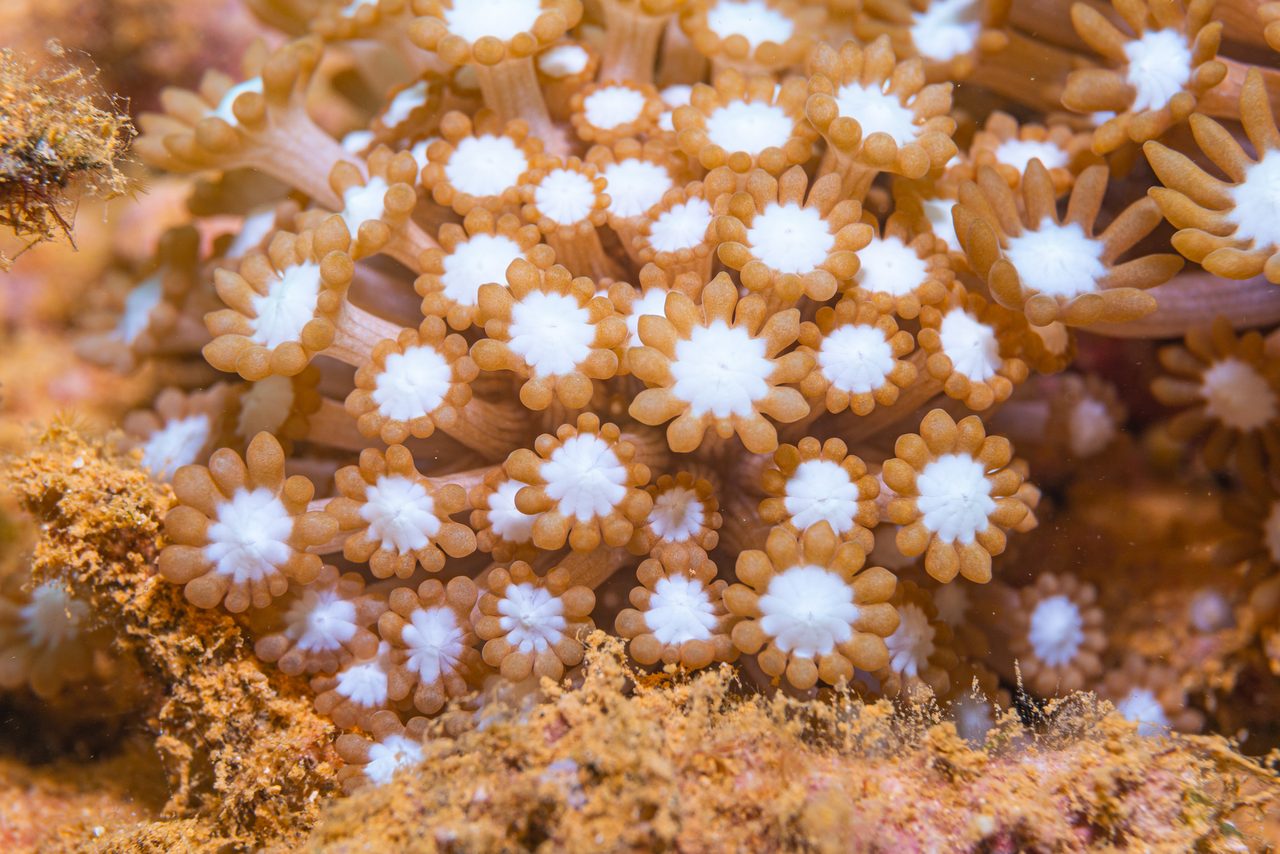 Alveopora