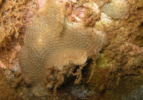 Eyed Star Coral