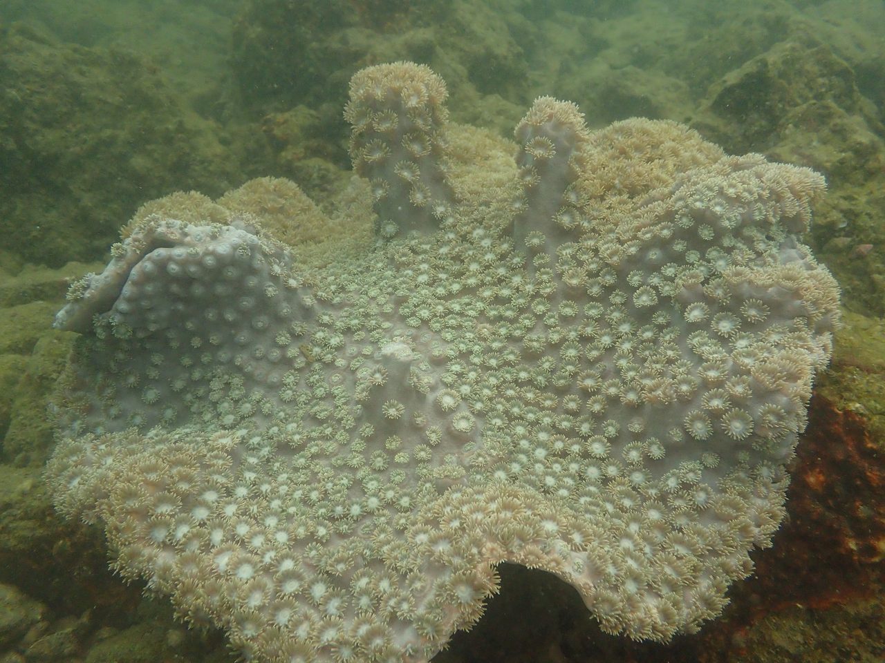 Duncan Coral