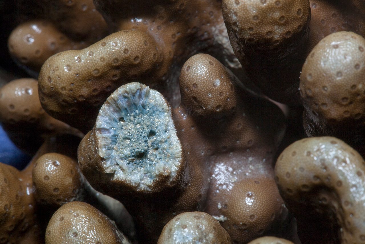 Blue Coral