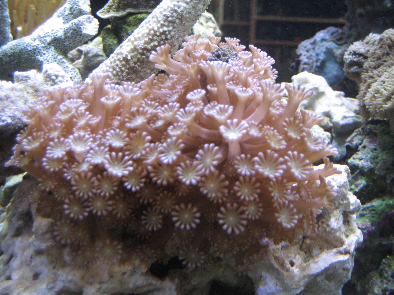 Tall Star Coral