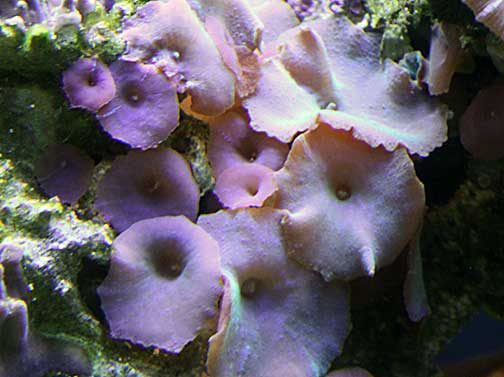 Pink Hippo Palythoa
