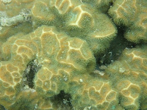 Cat's Paw Coral