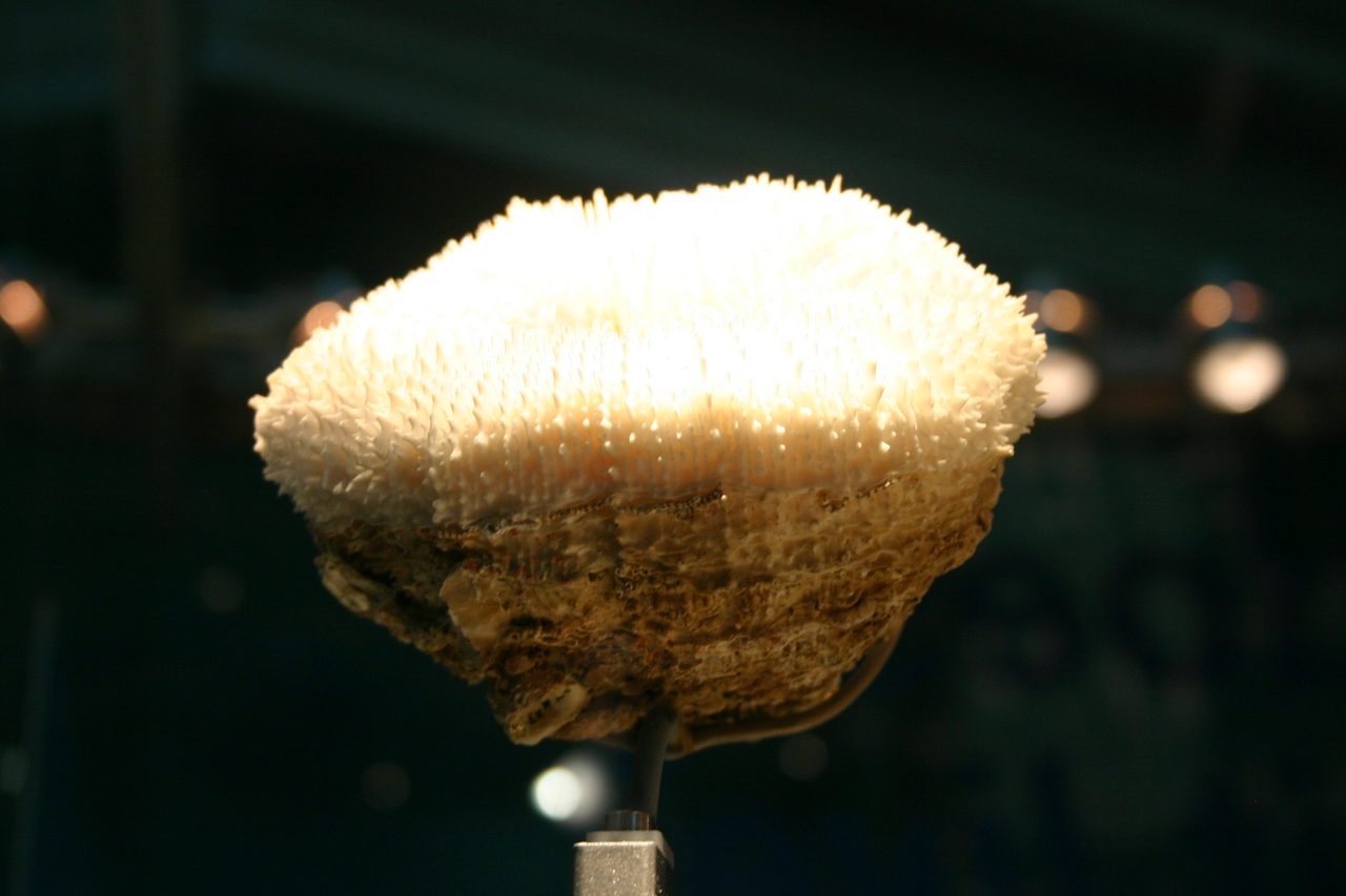 Haime's Donut Coral