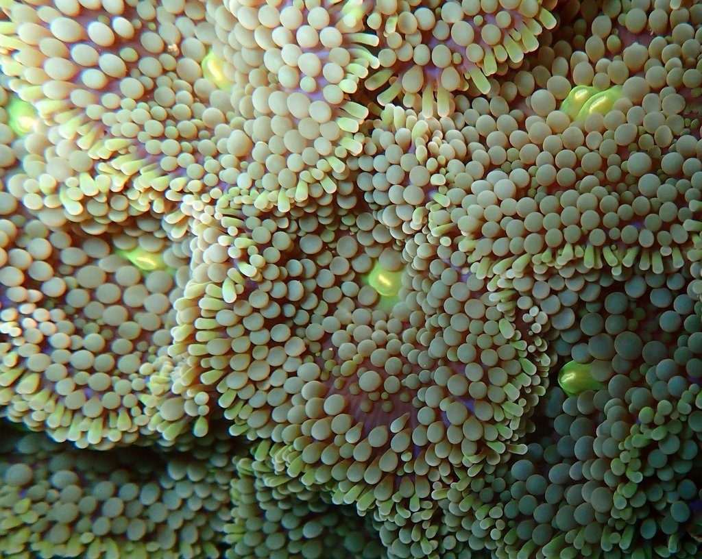Orange Ricordea Florida