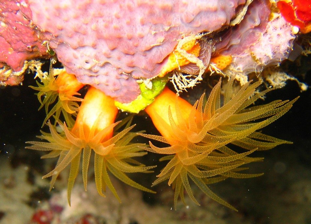 Orange Sun Coral