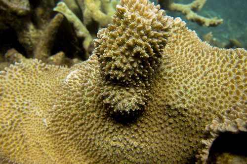 Horn Coral