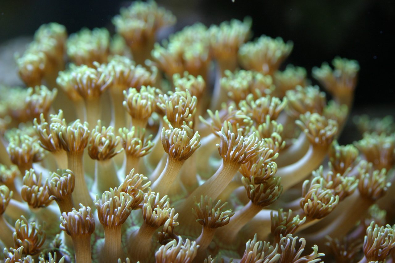 Ceylon Flowerpot Coral