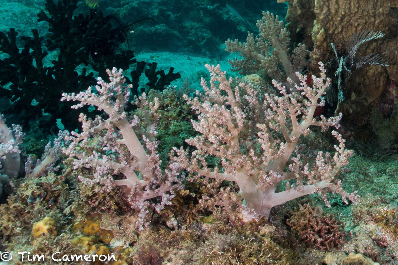 Upright Tree Coral