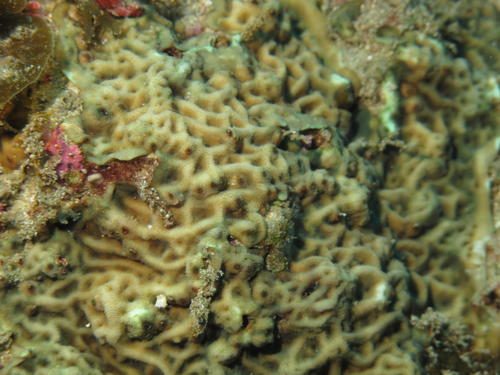 Leptoseris