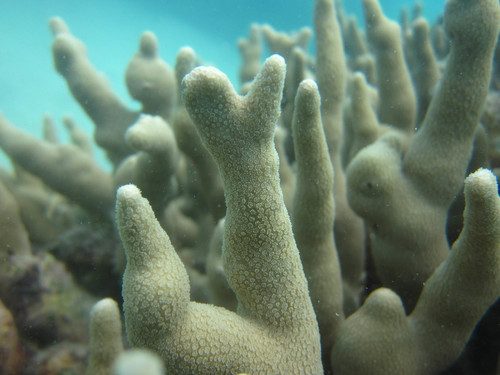 Cylinder Coral