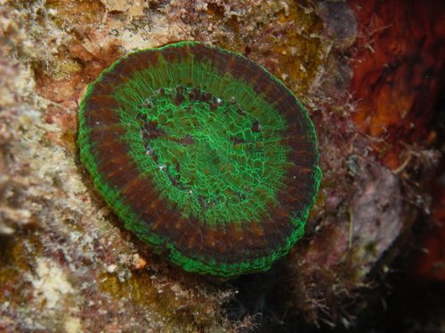 Cuban Donut Coral