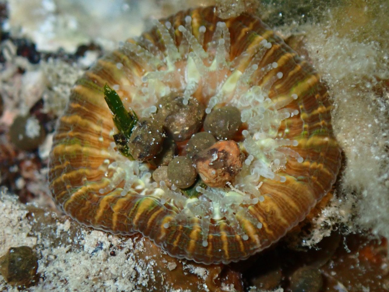 Australian Scolymia