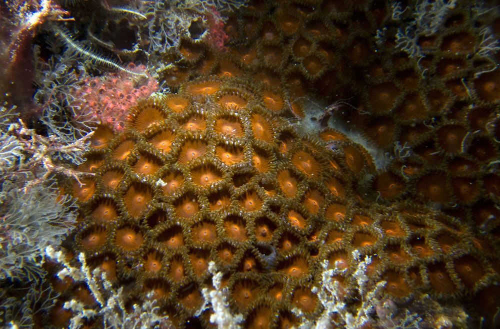 Everlasting Gobstopper Palythoa