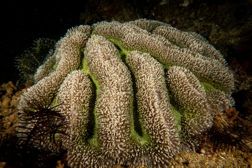 Fan Brain Coral