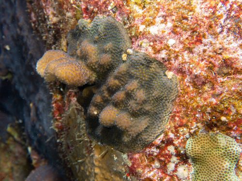 Nippled Cauliflower Coral