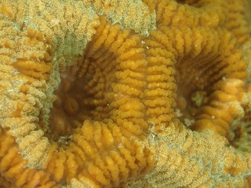 Rotuman Star Coral