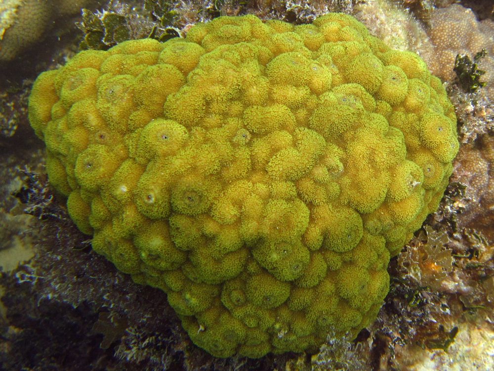 Mustard Hill Coral