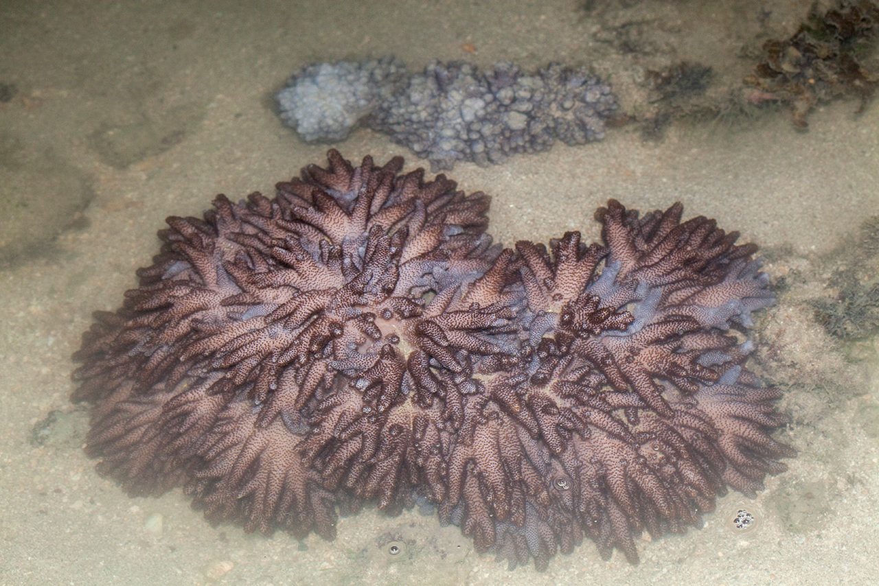 Krempf's Colt Coral