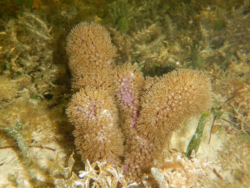 Corky Sea Finger