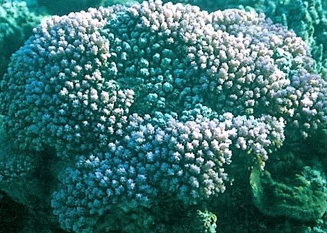 Australian Rice Coral