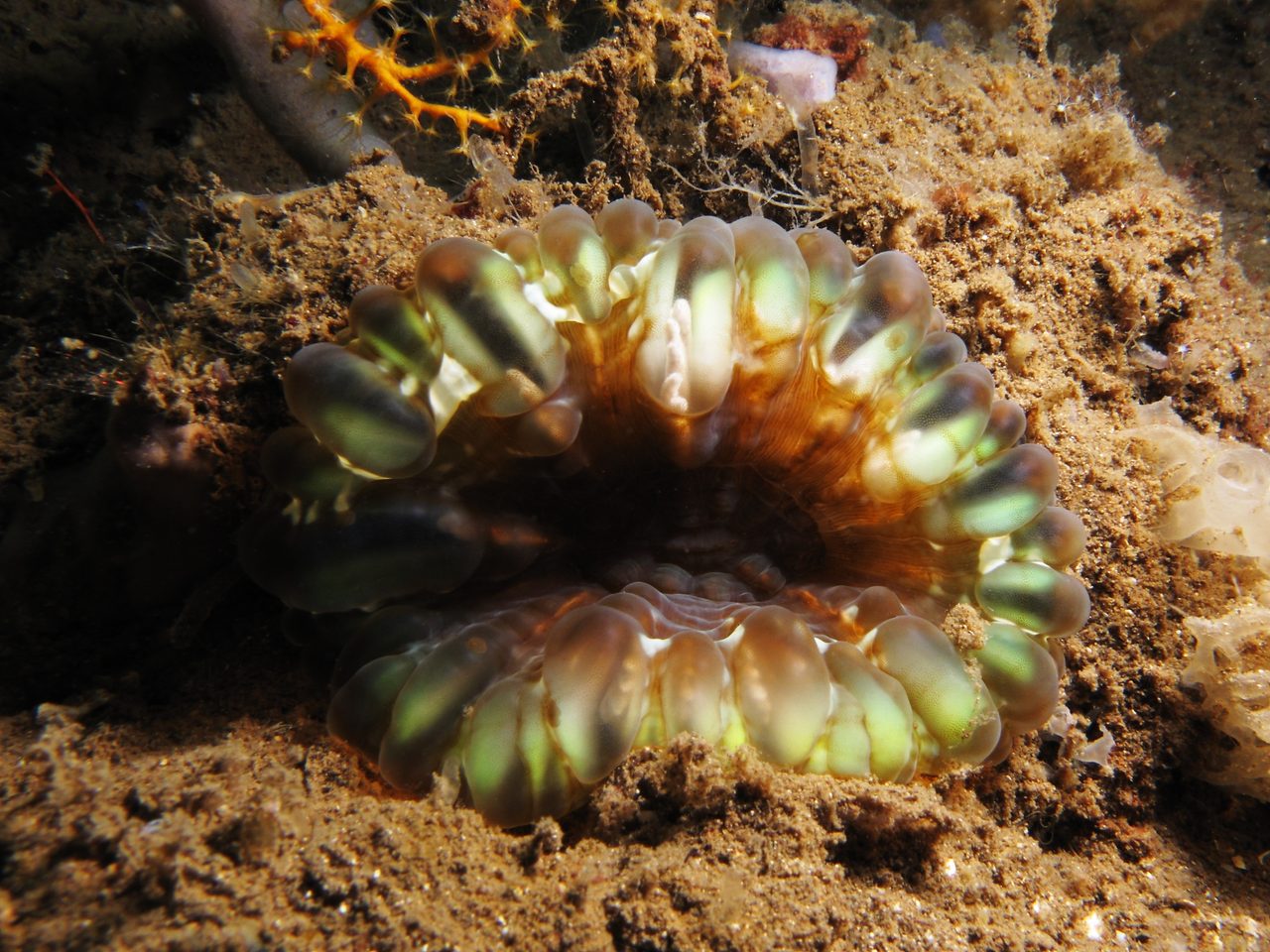 Deshaye's Meat Coral