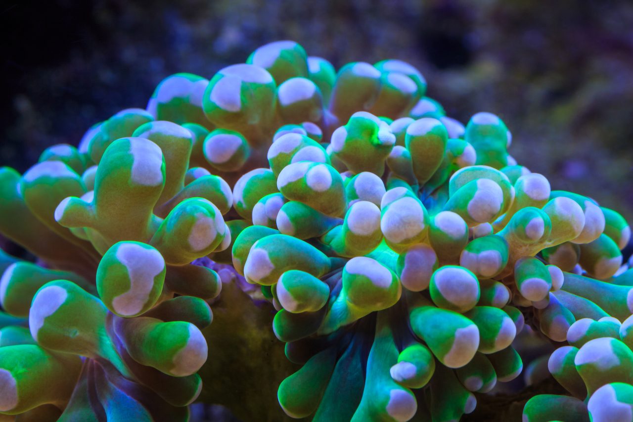 Branching Hammer Coral