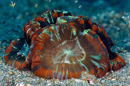 Radiate Brain Coral