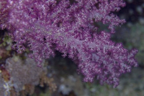 Red Tree Coral