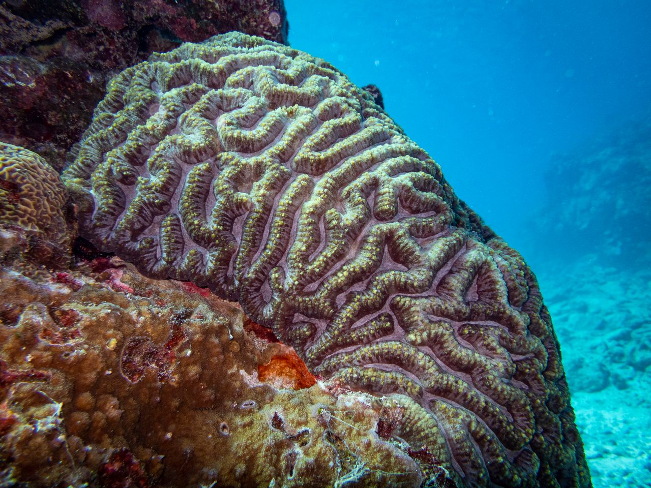 Open Brain Coral