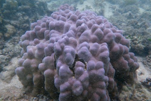 Evermann's Coral