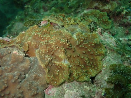 Cabbage Leather Coral