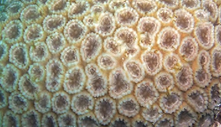 Beautiful Star Coral