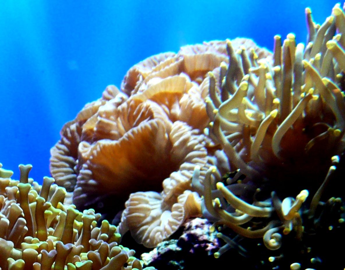 Fox Coral