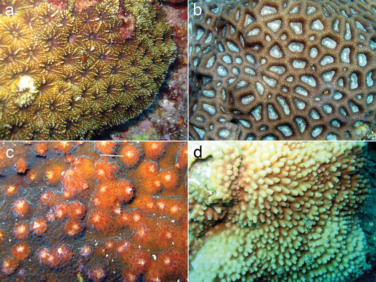 Para-flexible Star Coral