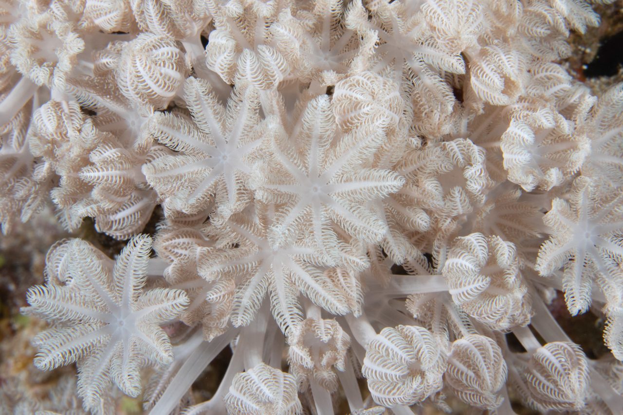 Lillie's Pulse Coral