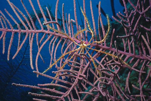 Golden Plume Gorgonian