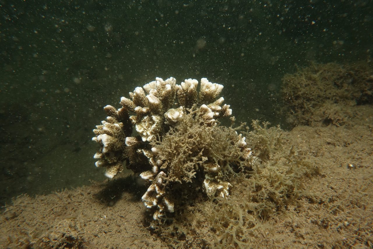 Angular Rice Coral