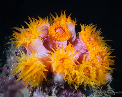 Orange Sun Coral