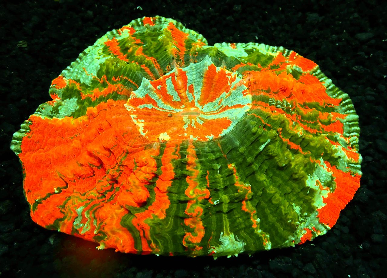Wells' Meat Coral