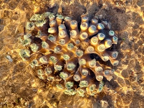 Duncan Coral