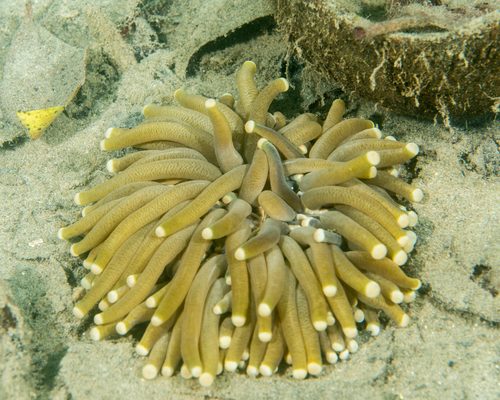 Long Tentacle Plate Coral
