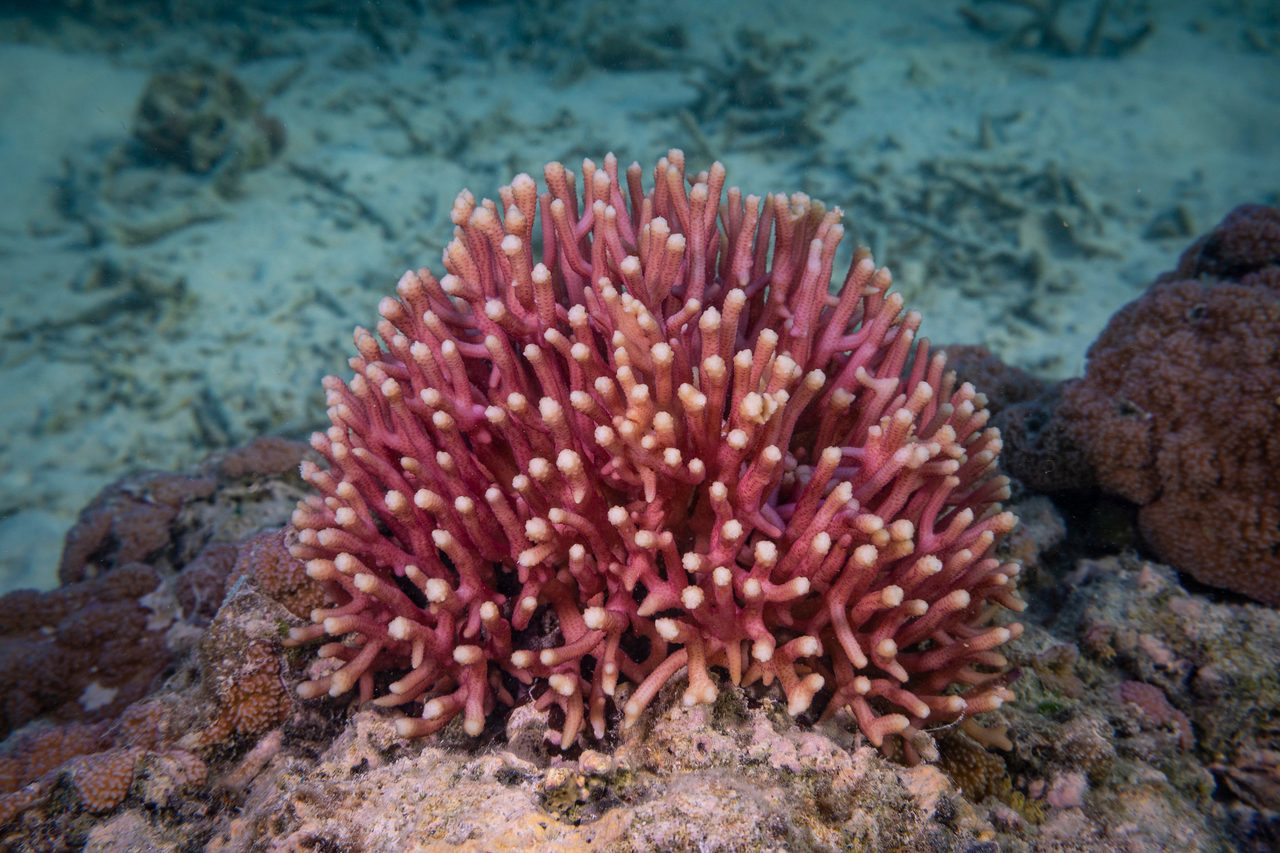 Spiny Birdsnest