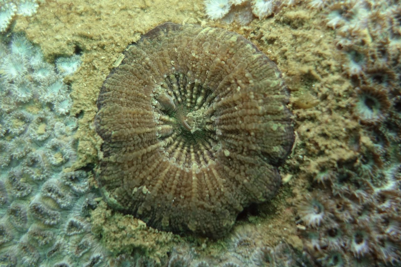 Bruggemann's Coral