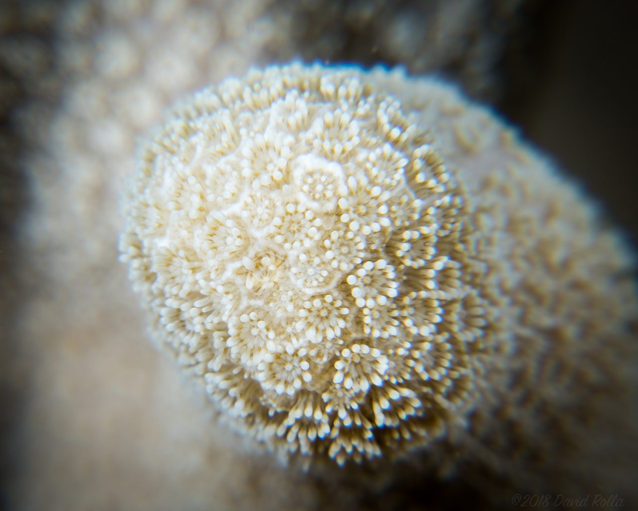 Puako Coral