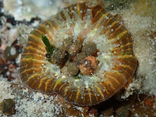 Australian Donut Coral