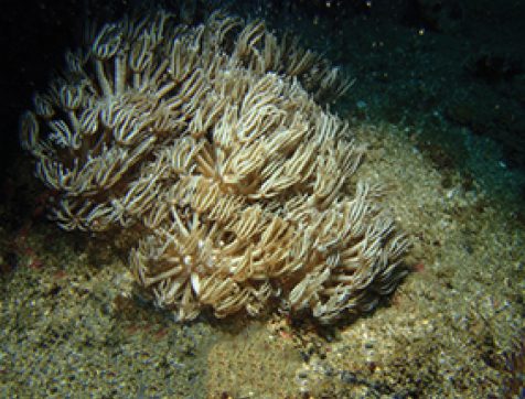 Blum's Pulse Coral