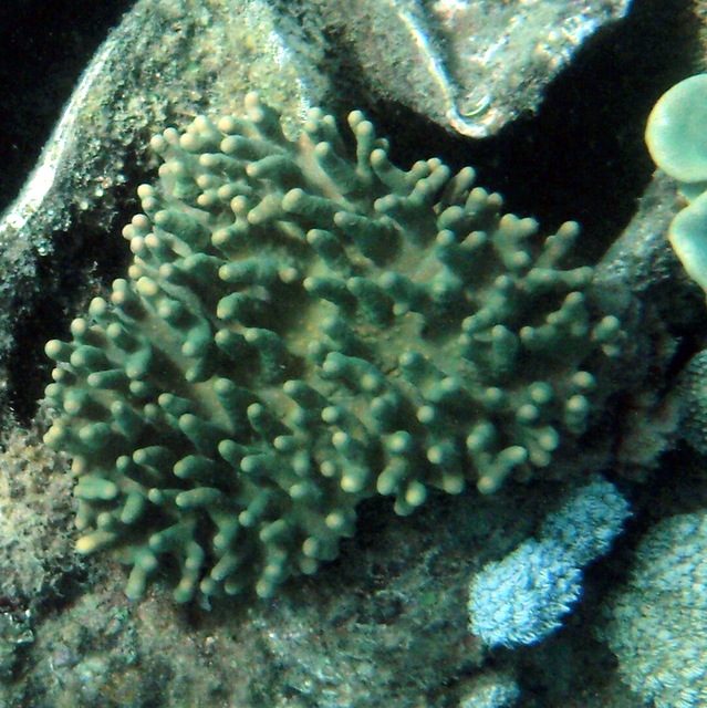 Yellow Finger Leather Coral