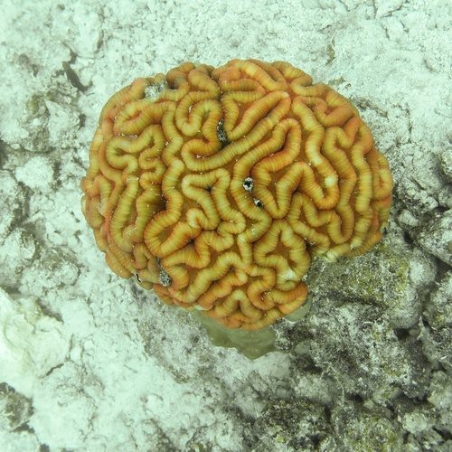 Hatai's Brain Coral