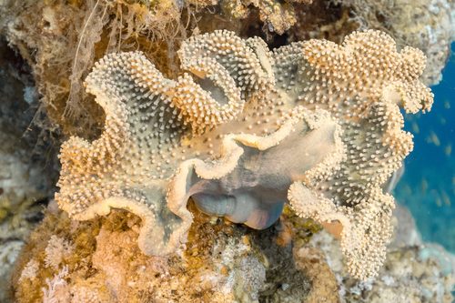 Yellow Leather Coral